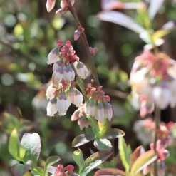 Climax Blueberry -Garden Plant Store Climax Blueberry 3