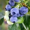 Climax Blueberry - USDA Organic -Garden Plant Store Climax Blueberry 600x600 61e14c7f 535b 4e21 94de 3e06b5d914ce