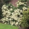Climbing Hydrangea -Garden Plant Store Climbing Hydrangea FGT 600x600 f1eb8ef2 7501 4766 a119 851e48bff6a7