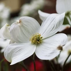 Cloud 9 Dogwood 10 Cloud 9 Dogwood -Garden Plant Store Cloud 9 Dogwood 2 FGT