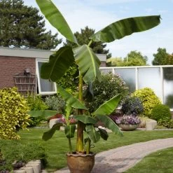Cold Hardy Banana Tree 13 Cold Hardy Banana Tree -Garden Plant Store Cold Hardy Banana Tree 1
