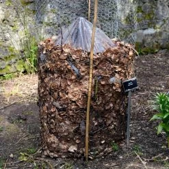 Cold Hardy Banana Tree 15 Cold Hardy Banana Tree -Garden Plant Store Cold Hardy Banana Tree FGT 3