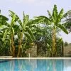 Cold Hardy Banana Tree -Garden Plant Store Cold Hardy Banana Tree FGT 600x600 2d27ad16 d574 4d6a 8669 7a29af9ca83c