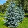 Colorado Blue Spruce Tree -Garden Plant Store Colorado BLue Spruce 600x600 FGT