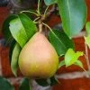 Comice Pear Tree -Garden Plant Store Comice Pear FGT 600x600 60b83431 5172 4869 a985 6d5b77fbab58