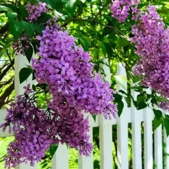 Common Purple Lilac -Garden Plant Store Common Purple Lilac 3
