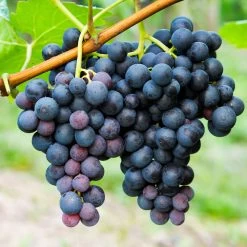 Concord Grape -Garden Plant Store Concord Grape 1 FGT