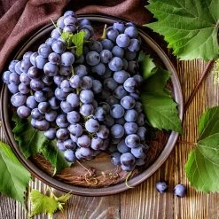 Concord Grape -Garden Plant Store Concord Grape 6 FGT