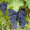 Concord Grape -Garden Plant Store Concord Grape FGT 600x600 61ee2f7c 1132 4389 bd32 7ea523eaa51e