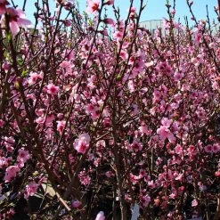 Contender Peach Tree 8 Contender Peach Tree -Garden Plant Store Contender Peach Tree 3