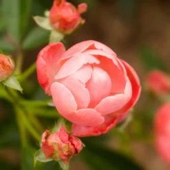 Coral Knock Out® Rose Shrub -Garden Plant Store Coral Knockout Rose 2 FGT