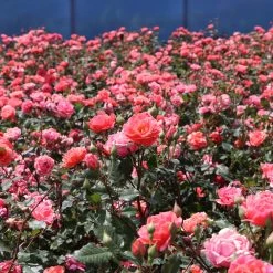 Coral Knock Out® Rose Shrub -Garden Plant Store Coral Knockout Rose 3 FGT