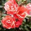Coral Knock Out® Rose Shrub -Garden Plant Store Coral Knockout Rose FGT 600x600 648fed75 c4bc 4987 93a6 de7b93aadabc