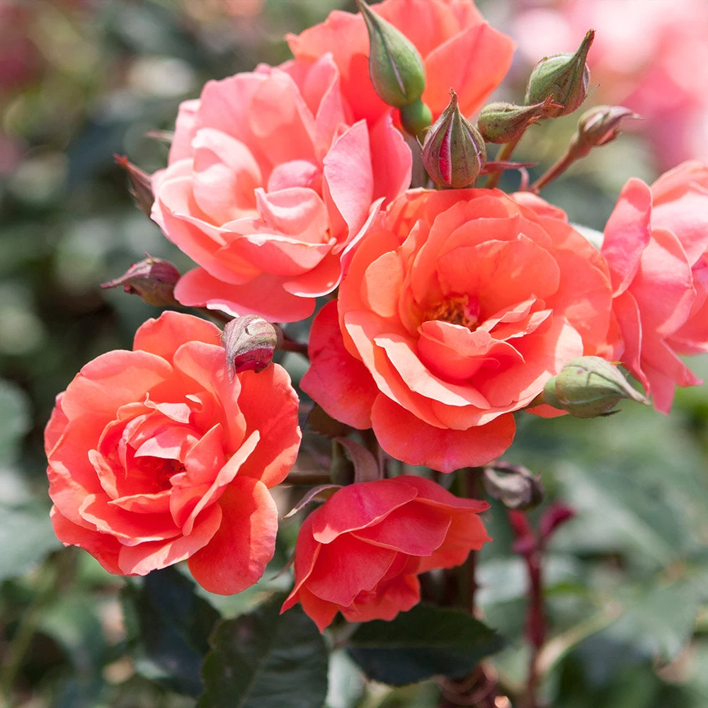 Coral Knock Out® Rose Tree 5 Coral Knock Out® Rose Tree - Image 3