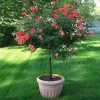 Coral Knock Out® Rose Tree -Garden Plant Store Coral Knockout Rose Tree 600x600 05e0cc69 e956 4022 80fb c98c8cc707a2
