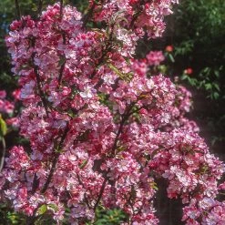 Coralburst® Crabapple -Garden Plant Store Coralbust Crabapple 1