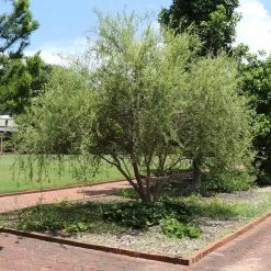 Corkscrew Willow Tree 10 Corkscrew Willow Tree -Garden Plant Store Corkscrew Willow 1