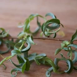 Corkscrew Willow Tree 12 Corkscrew Willow Tree -Garden Plant Store Corkscrew Willow 2