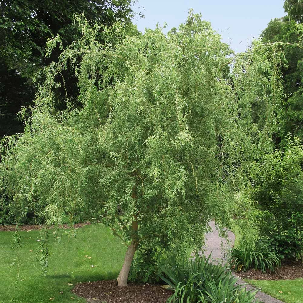 Corkscrew Willow Tree 4 Corkscrew Willow Tree - Image 2