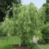 Corkscrew Willow Tree -Garden Plant Store Corkscrew Willow FGT 600x600 98e00d96 a189 43b0 87e6 dd2ecee62aac