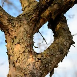 Cornelian Cherry Dogwood Tree -Garden Plant Store Cornelian Cherry Dogwood