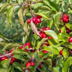 Cornelian Cherry Dogwood Tree -Garden Plant Store Cornelian Cherry Dogwood 2 FGT