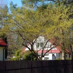 Cornelian Cherry Dogwood Tree -Garden Plant Store Cornelian Cherry Dogwood 4 FGT