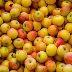 Cox's Orange Pippin Apple Tree -Garden Plant Store Coxs Orange Pippen 2