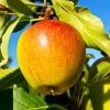 Cox's Orange Pippin Apple Tree -Garden Plant Store Coxs Orange Pippen FGT 600x600 65b7eab2 8aba 4949 9b04 4b7cb624ed71