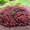 Crimson Pygmy Barberry Shrub -Garden Plant Store Crimson Pygmy Barberry 2 FGT
