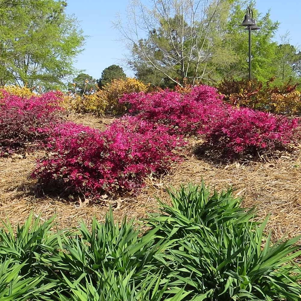 Crimson Fire™ Loropetalum 5 Crimson Fire™ Loropetalum - Image 3