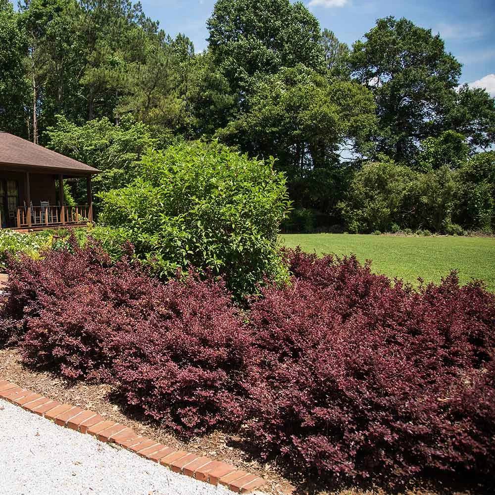 Crimson Fire™ Loropetalum 6 Crimson Fire™ Loropetalum - Image 4