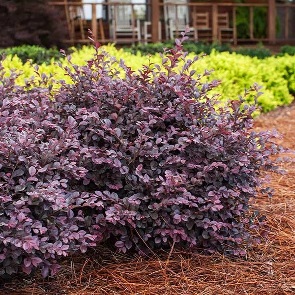 Crimson Fire™ Loropetalum 3 Crimson Fire™ Loropetalum