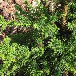 Black Dragon Cryptomeria -Garden Plant Store Cryptomeria Black Dragon 3