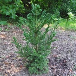 Black Dragon Cryptomeria -Garden Plant Store Cryptomeria Black Dragon 4