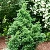 Black Dragon Cryptomeria -Garden Plant Store Cryptomeria Black Dragon FGT 600x600 9cd5898a a453 4463 8500 45fbd2c94a22