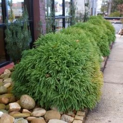 Cryptomeria 'Globosa Nana' Shrub -Garden Plant Store Cryptomeria Radicans 2 3165d994 5f65 4559 9565 a9ab498ac1dd