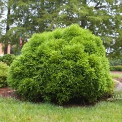 Cryptomeria 'Globosa Nana' Shrub -Garden Plant Store Cryptomeria Radicans 3