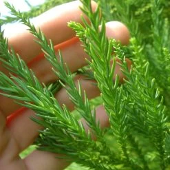 Cryptomeria Radicans 12 Cryptomeria Radicans -Garden Plant Store Cryptomeria Radicans 4