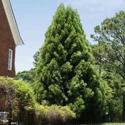 Cryptomeria Radicans 13 Cryptomeria Radicans -Garden Plant Store Cryptomeria Radicans 5