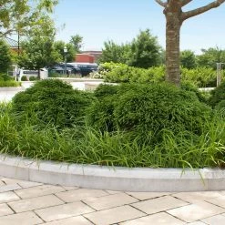 Cryptomeria 'Globosa Nana' Shrub -Garden Plant Store Cryptomeria Radicans 5 1b1b9abd 7f86 4bef bc80 cb1e72effa46