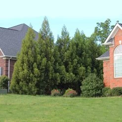 Cryptomeria Radicans 14 Cryptomeria Radicans -Garden Plant Store Cryptomeria Radicans 6