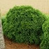 Cryptomeria 'Globosa Nana' Shrub -Garden Plant Store Cryptomeria Radicans 600x600 99218423 fc21 4960 9e8d 861b80f63d4c