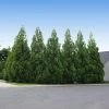 Cryptomeria Radicans -Garden Plant Store Cryptomeria Radicans 600x600 f0794d61 8be6 47dd 9184 058f95af30dd