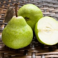 D'Anjou Pear Tree -Garden Plant Store DAnjou Pear 3 FGT da277ba9 1c1c 4f9f 9202 bc3a27216f3b