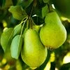 D'Anjou Pear Tree 1 D'Anjou Pear Tree -Garden Plant Store DAnjou Pear FGT 600x600 47b2e1af de7d 461b 83bc 1a4a17bbced1