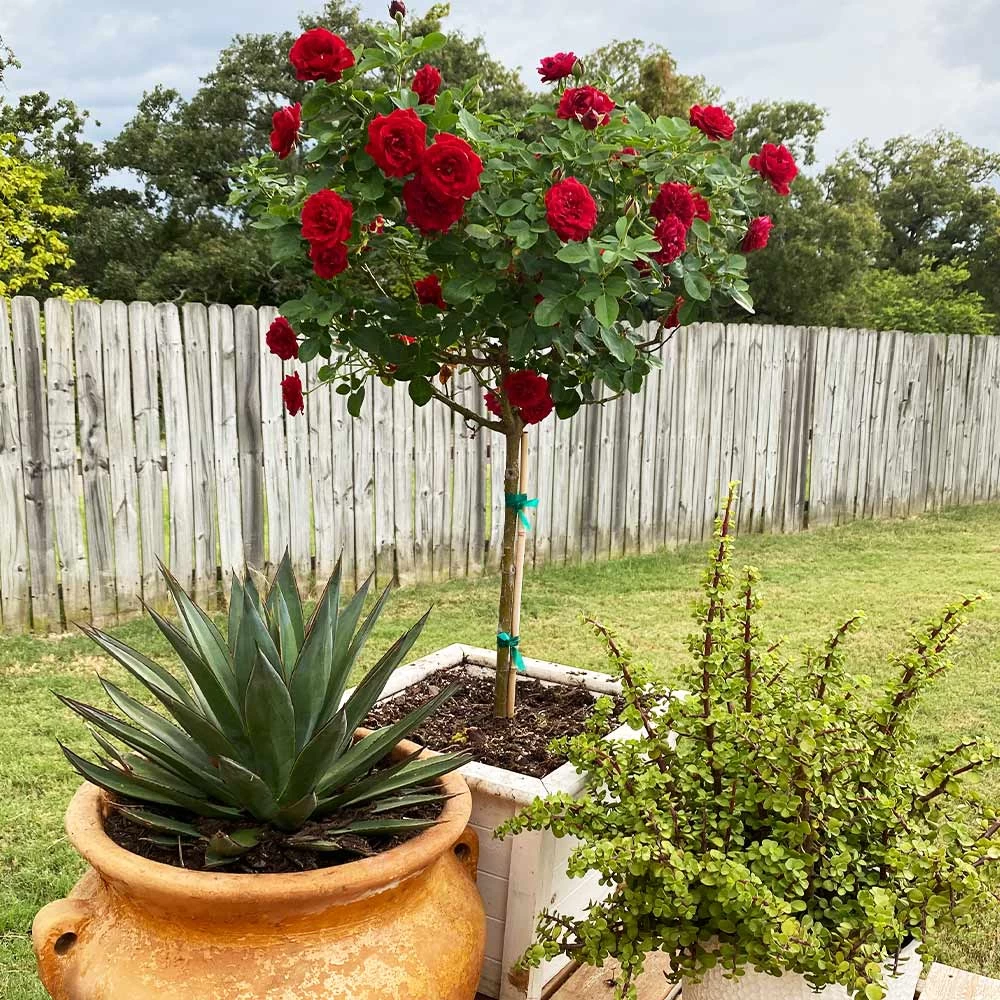 Dancing In The Dark™ Rose Tree 6 Dancing In The Dark™ Rose Tree - Image 4