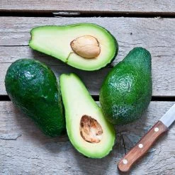 Condo™ Avocado Tree -Garden Plant Store Day Condo Avocado 5 FGT