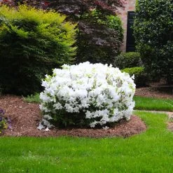 Delaware Valley White Azalea -Garden Plant Store Delaware Valley Azalea FGT 2
