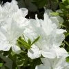 Delaware Valley White Azalea 2 Delaware Valley White Azalea -Garden Plant Store Delaware Valley Azalea FGT 600x600 00619668 24d4 47d2 8325 74071c92d4ae